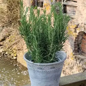 Zinkeimer Blumentopf Rund Pflanztopf Blumenkübel Vintage Landhaus Ø 19cm Online Kaufen